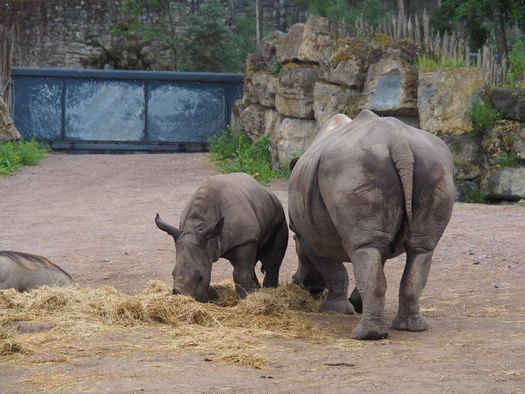 Pairi Daiza (Brugelette, Belgium)
